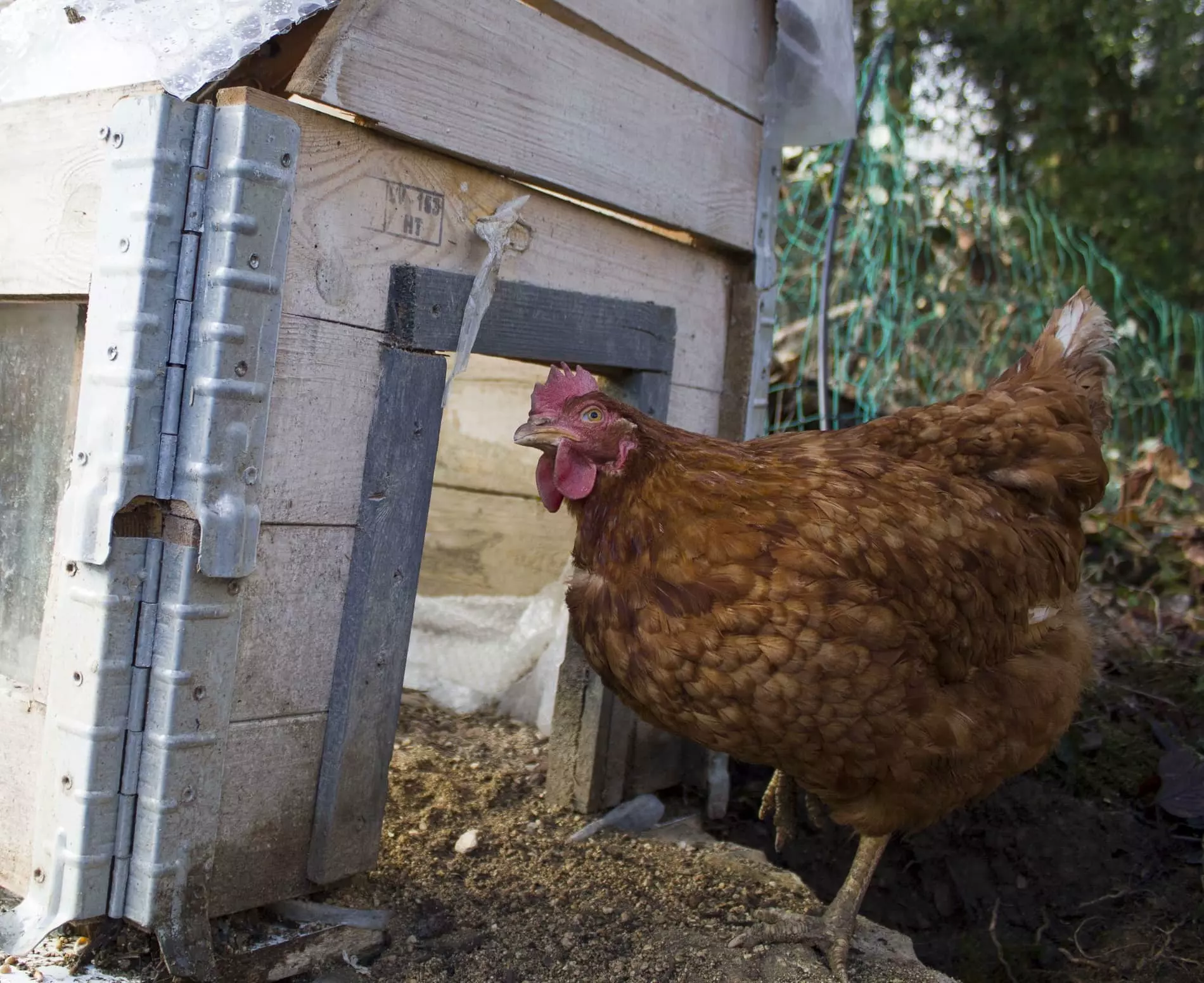 mangeoire omlet (1) (1) (1) poules en hiver