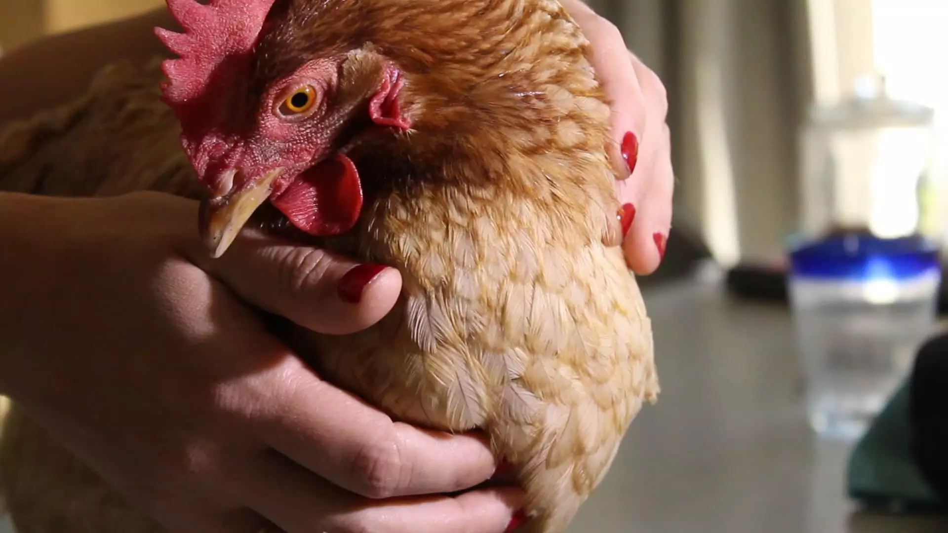 adopter des poules