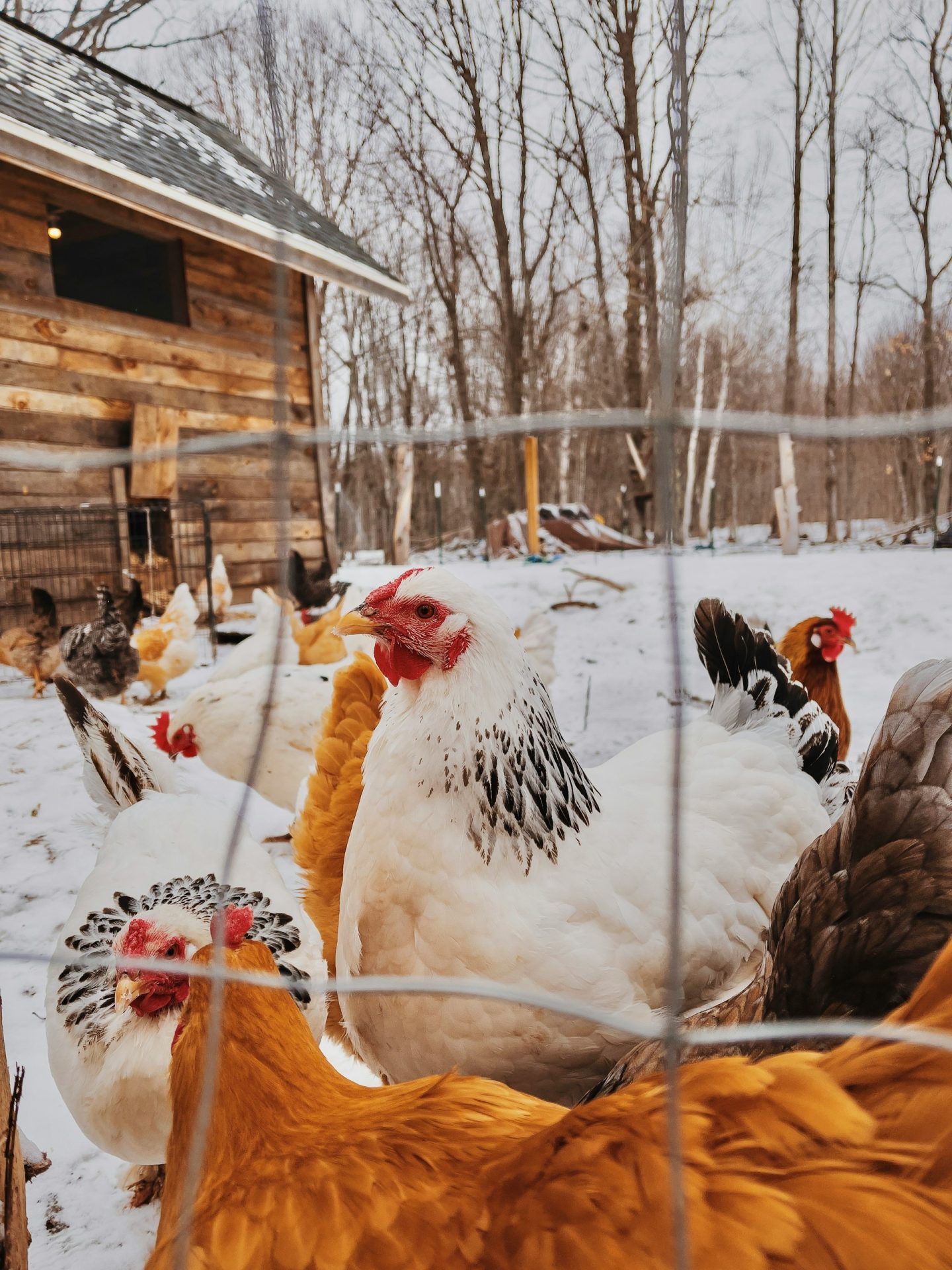 poules en hiver dans la neige