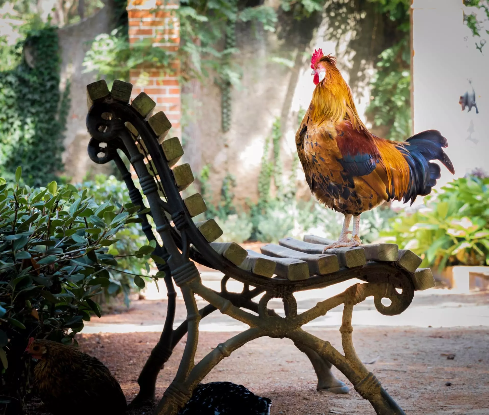 hierarchie poules