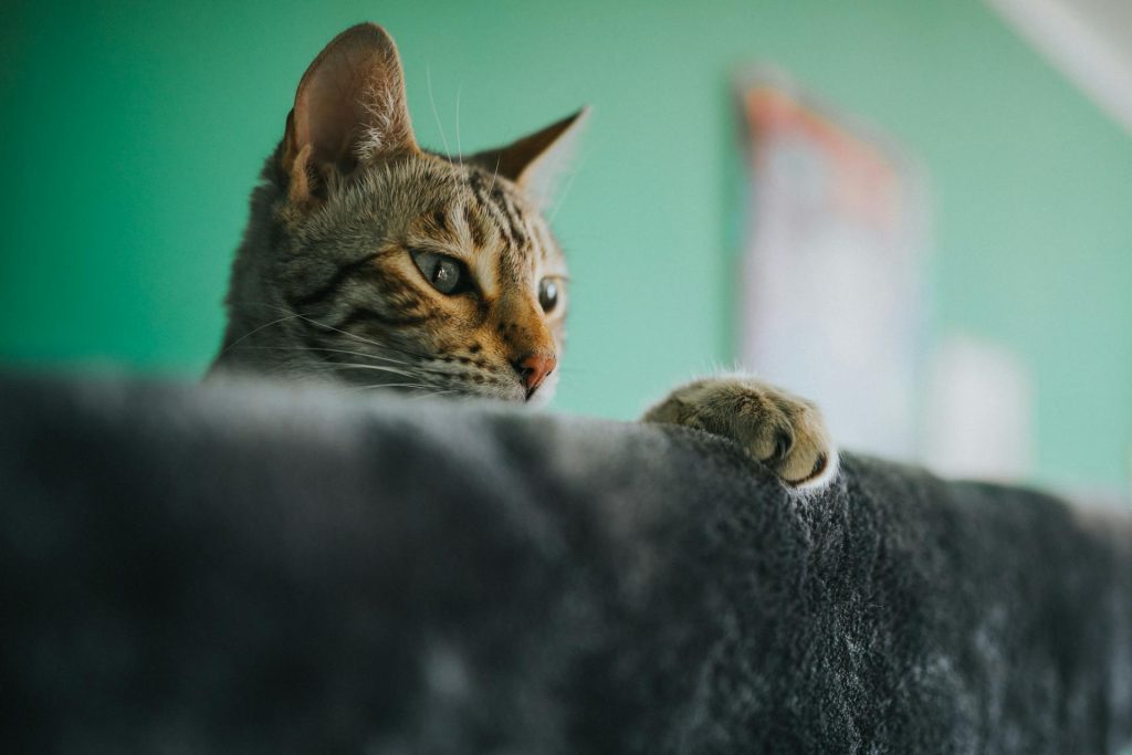 chats dangereux poules