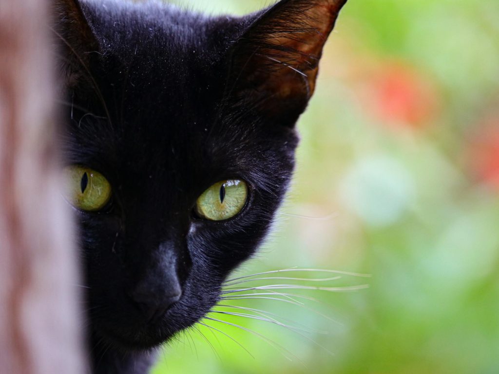 chat dangereux pour les poules