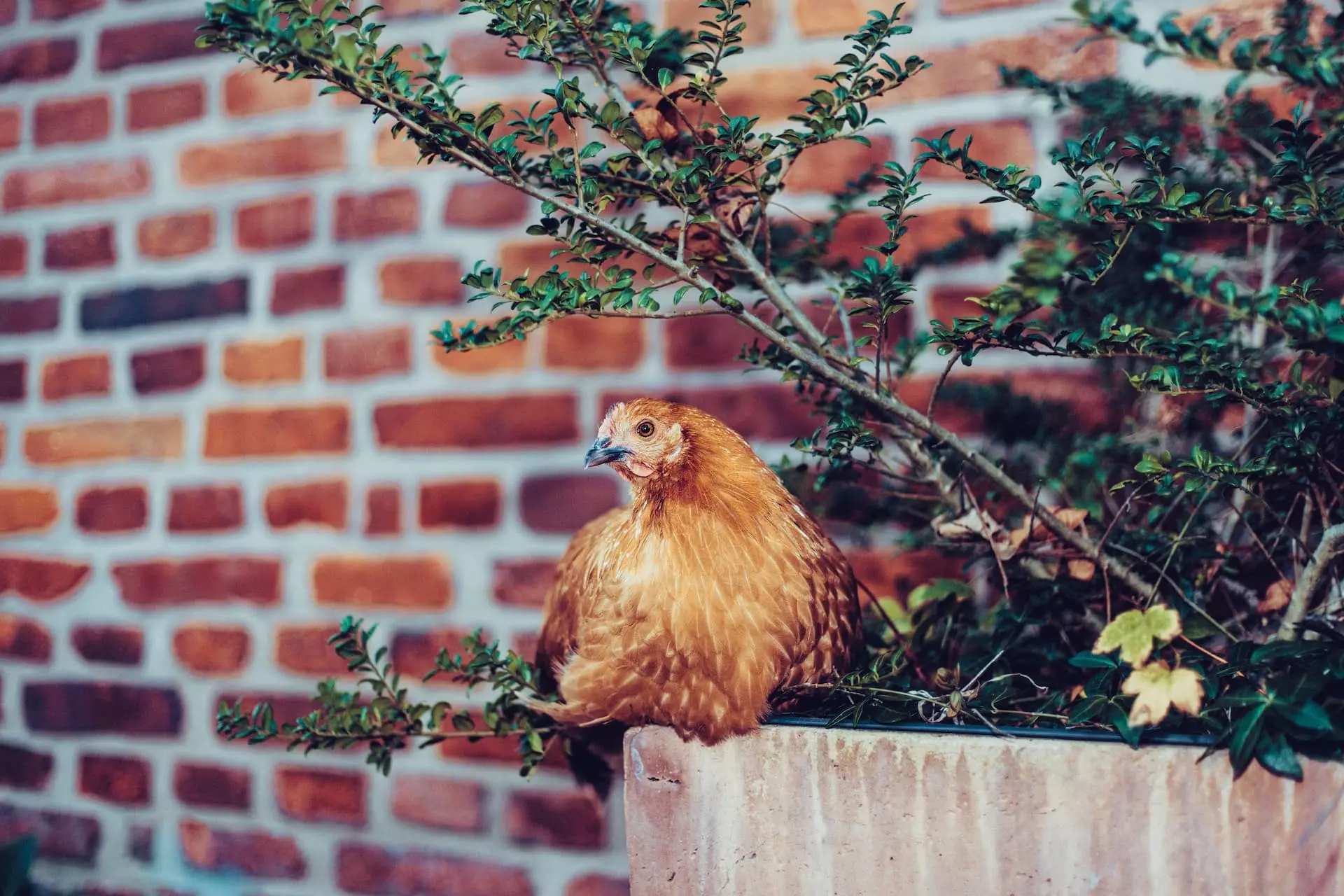 mangeoire omlet (1) (1) (1) picage poules