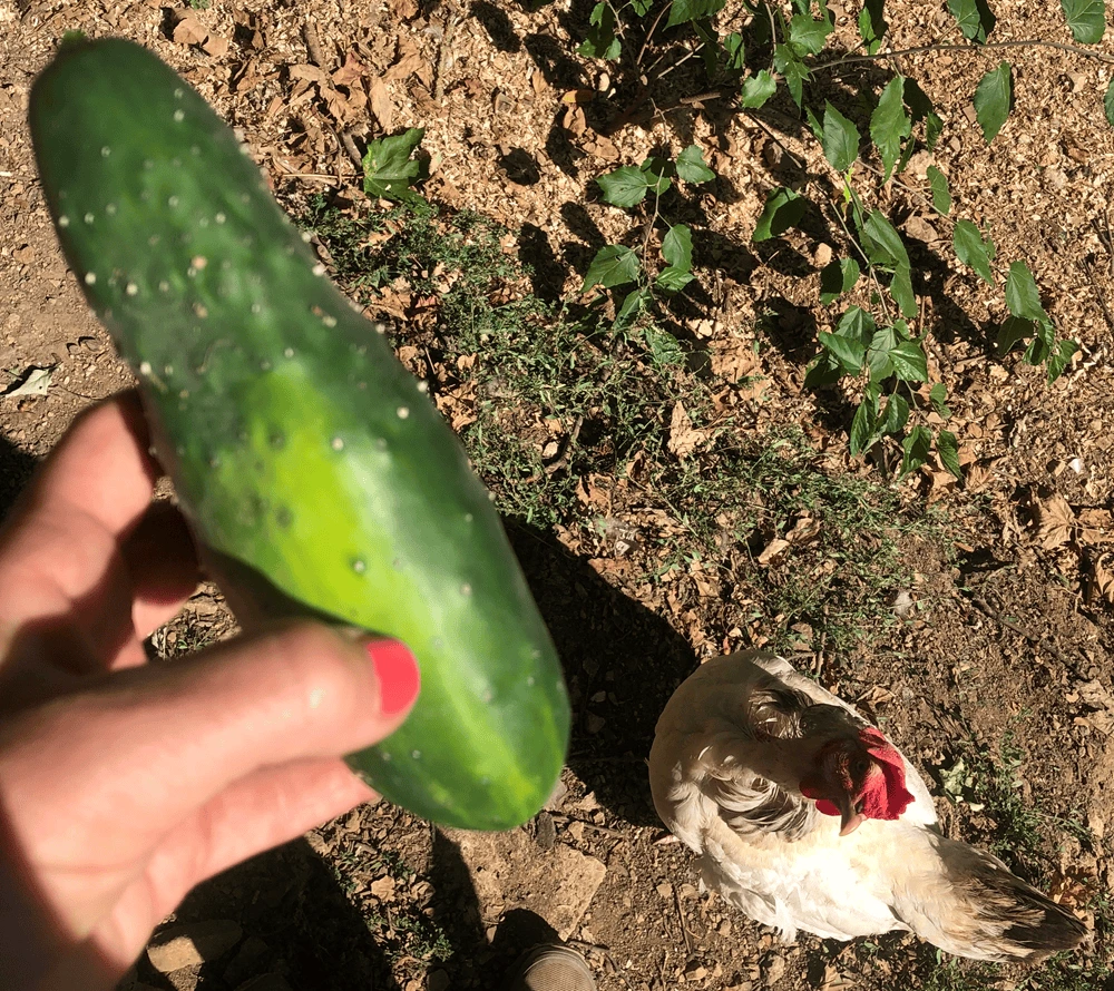 epluchure de concombre pour les poules