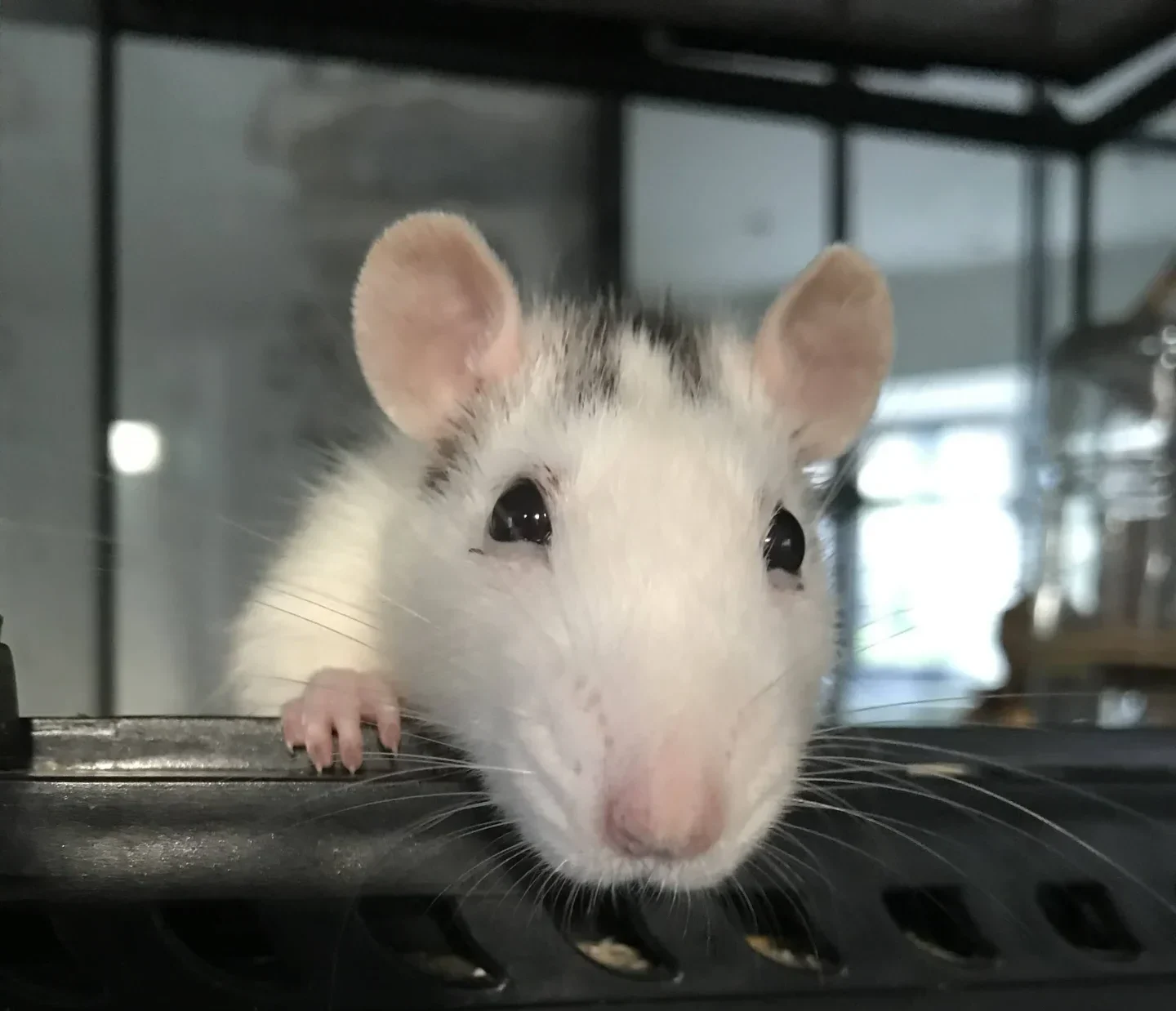 rats poulailler mangeoire