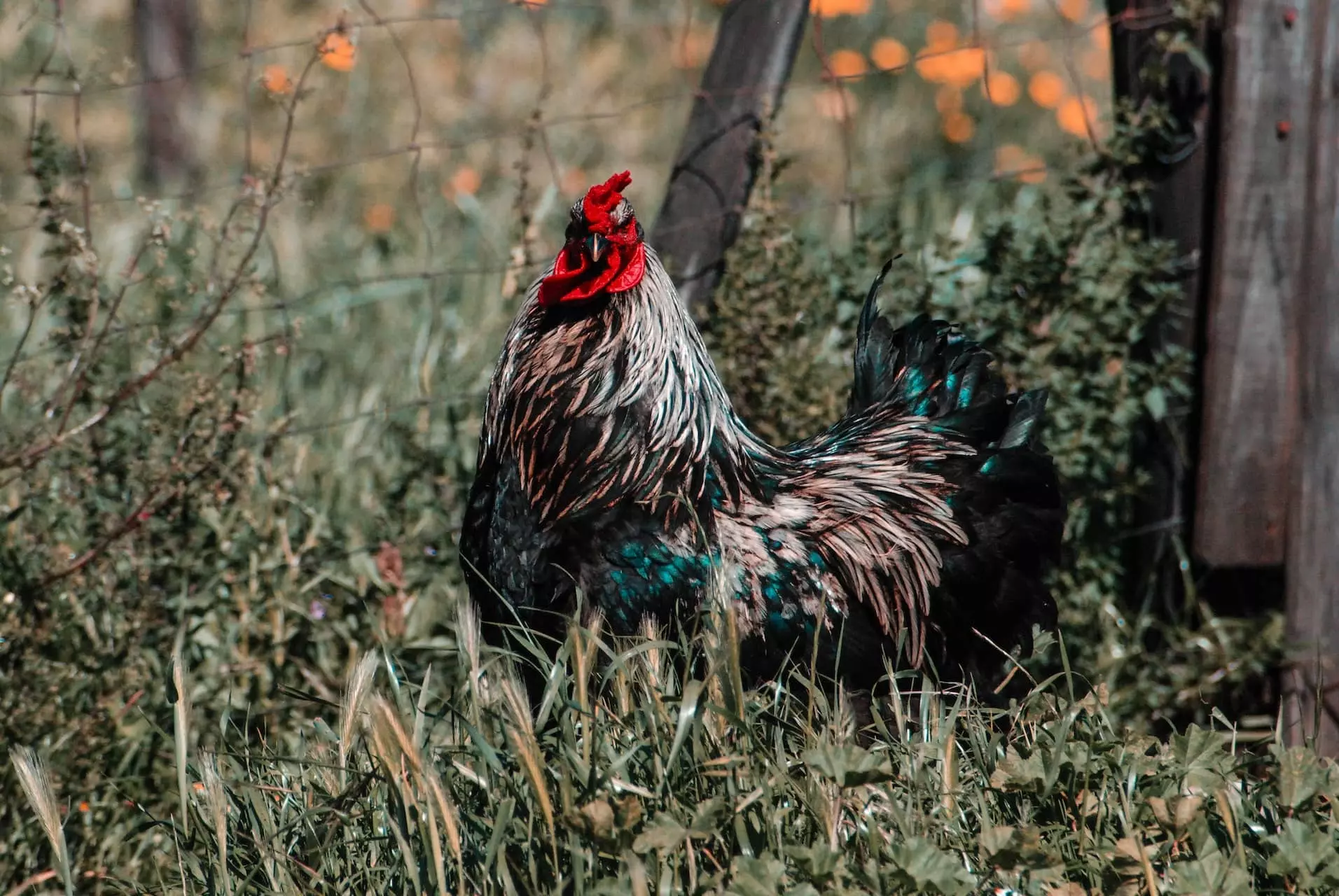 article abreuvoir poules