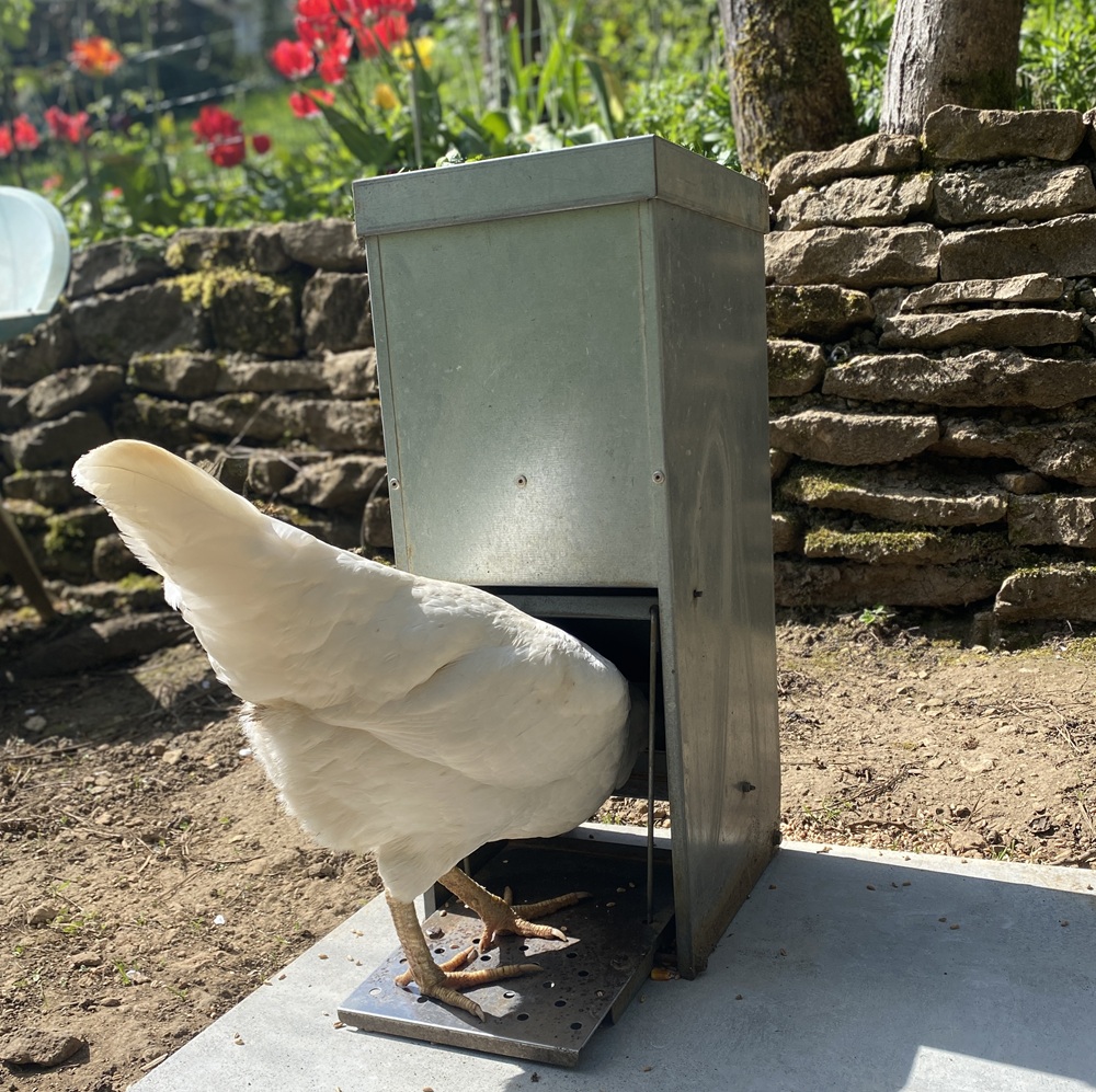 mangeoire à pédale pour poule