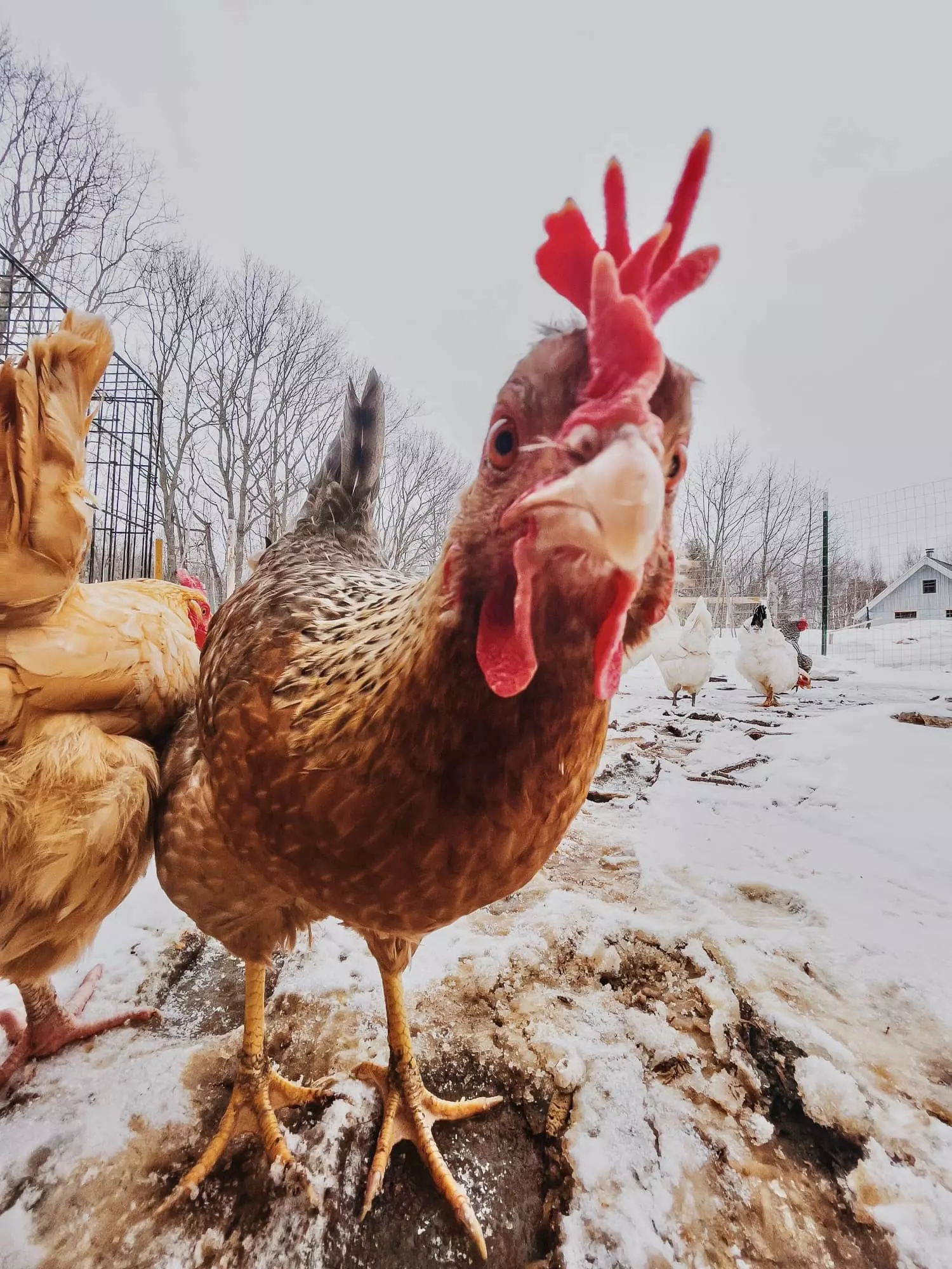 Tout savoir sur les poules de réforme