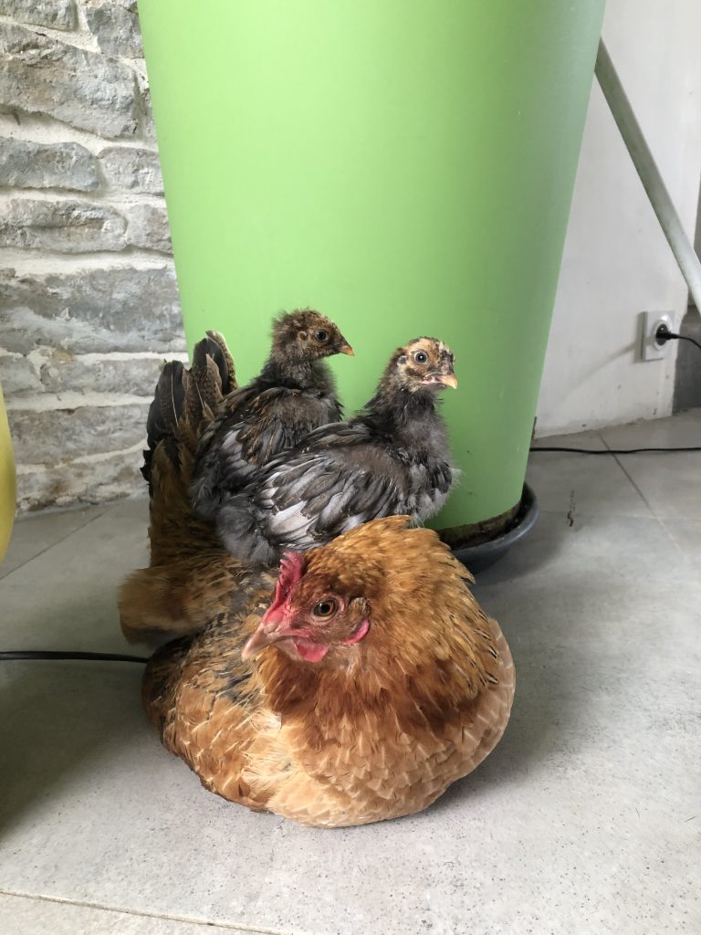 budget prix d'un poussin