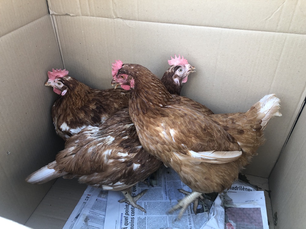 poules de reforme prix 
