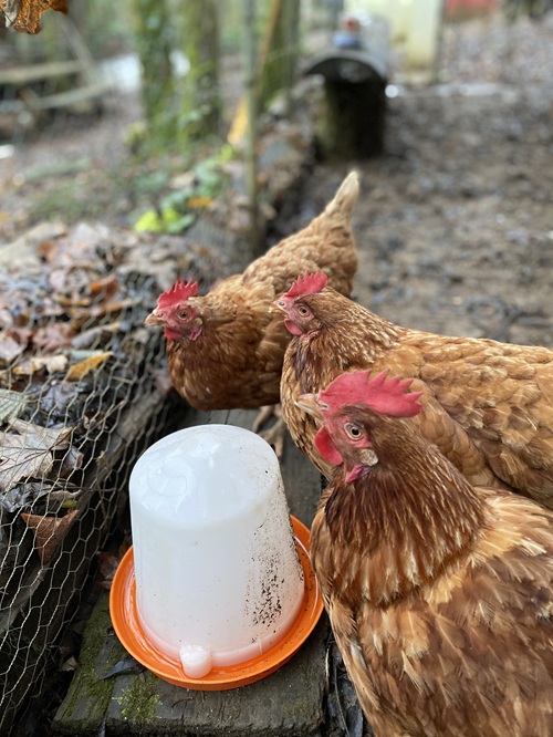 poules de reforme avant après

