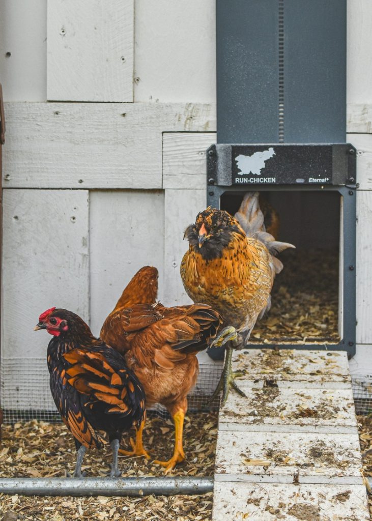 porte automatique pour poulailler run chicken