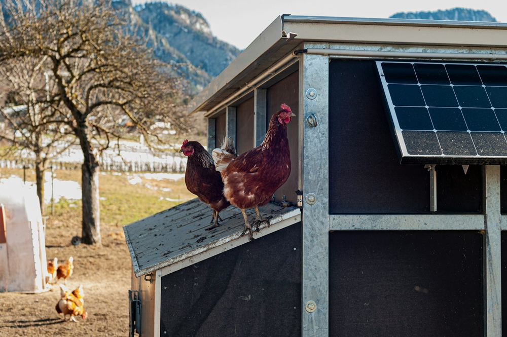 poulailler avec panneau solaire