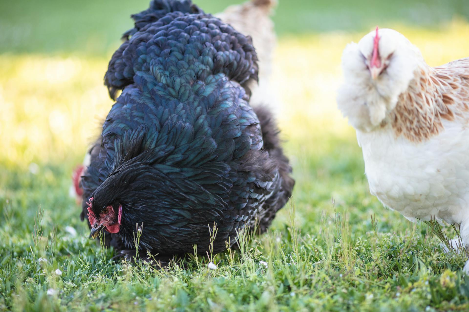 Budget : combien ça coûte VRAIMENT d&rsquo;avoir des poules ?